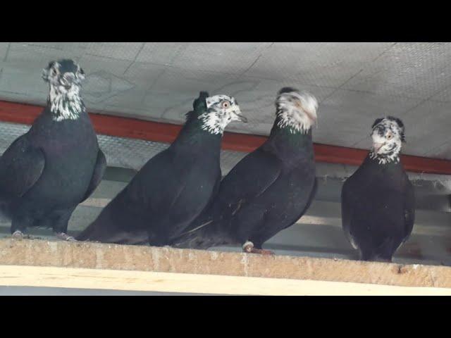 Голуби Бакинские - Чили ( Часть № 1 ) / Baku Pigeons - Chile ( Part № 1 )