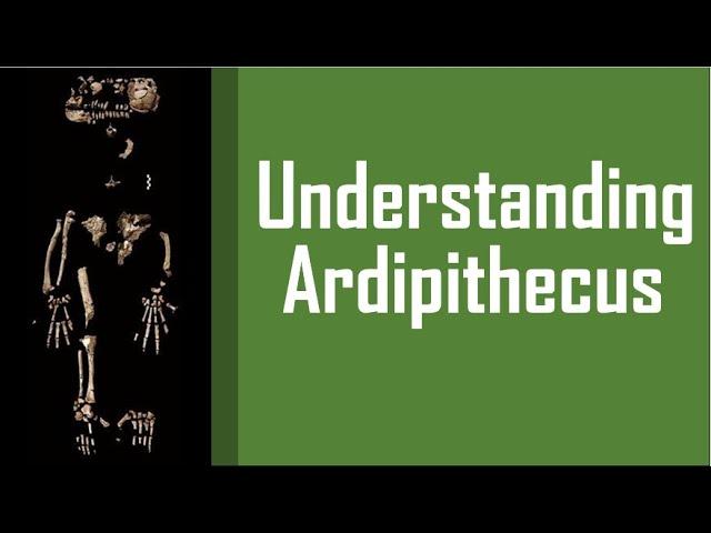 Understanding Ardipithecus