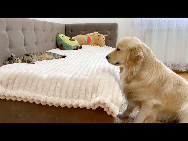 What Does a Golden Retriever do When He Finds Sleeping Cat