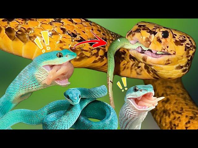 Golden Cobra EATS Blue Vipers!