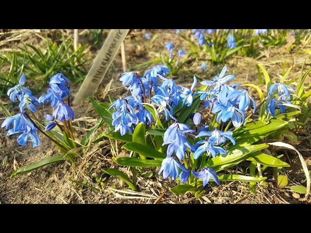 Пролеска сибирская голубая . Scilla siberica .