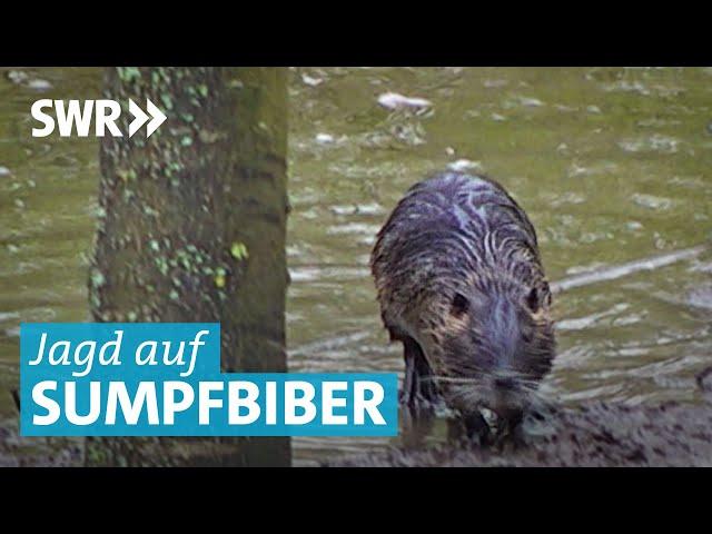 Nutria – Jagd und Zubereitung von Wildfleisch