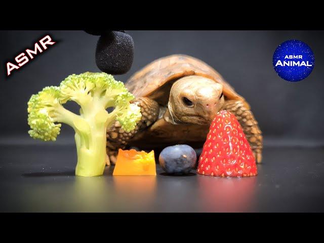ASMR Mukbang Eating Food  Turtle Tortoise 83