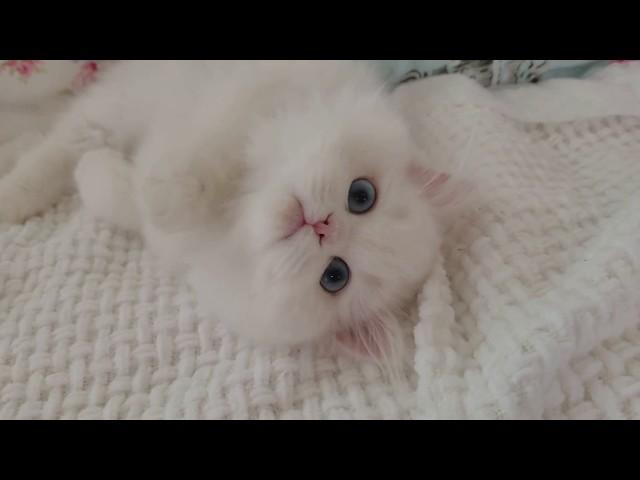 White Persian Kitten rolling around!