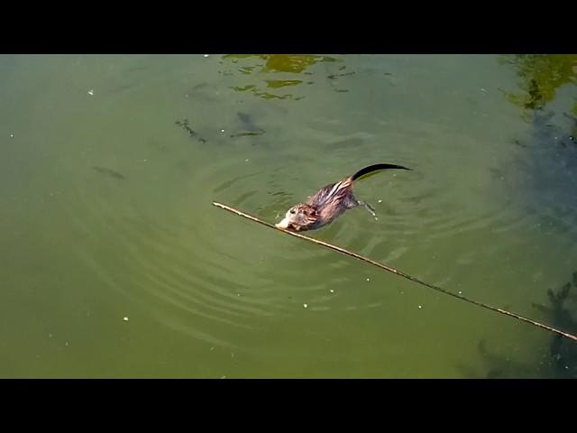 ОНДАТРА в воде, новое видео 2018