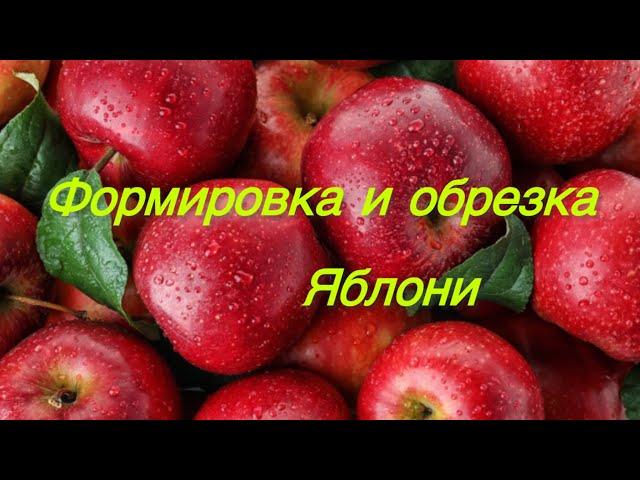 Обрезка яблони