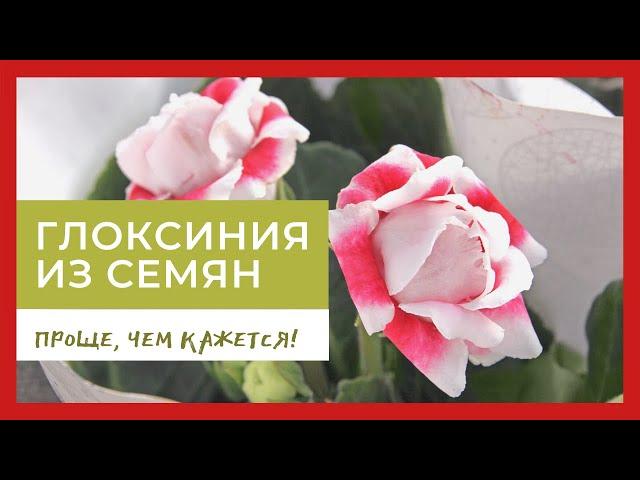 Глоксиния из семян: проще, чем кажется!
