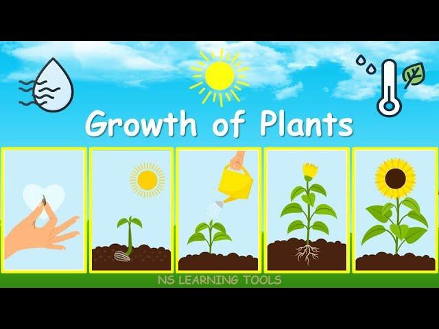 Growth Of Plants, Seed Germination, Plant Growth and Development, Growth Of Plants For Kids, Plants