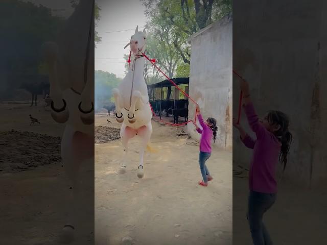 छोटी बच्ची ने घोड़ी को नचाया देखे कैसेNukri ghodihorse dancehorse dance videopushkar horse mela 2023