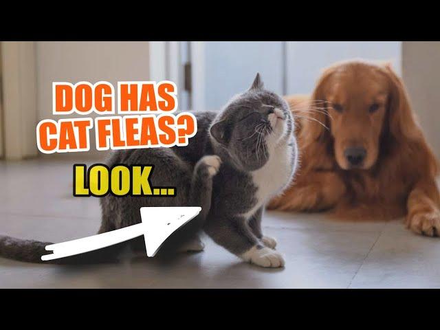  ¿WHAT if my DOG has CAT FLEAS?