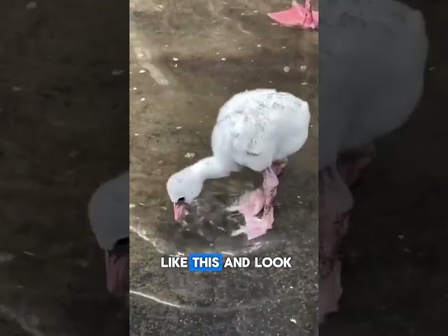 The Fluffy White Baby Flamingo