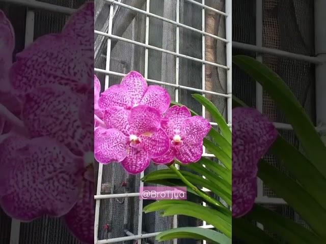 Vanda Noppadol Delight