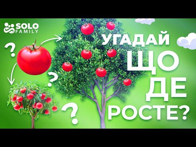 Що де росте відео для дітей - Овочі та фрукти - Де ростуть овочі - Де ростуть фрукти