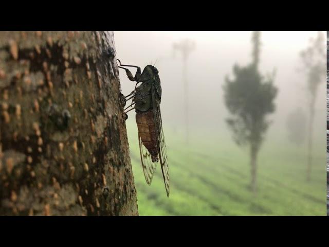 Sound of cicada || ചീവീട്‌ || ಜೀರುಂಡೆ ||झींगुर||Mating call || Indian Insects ||Wild wisdom ||#03