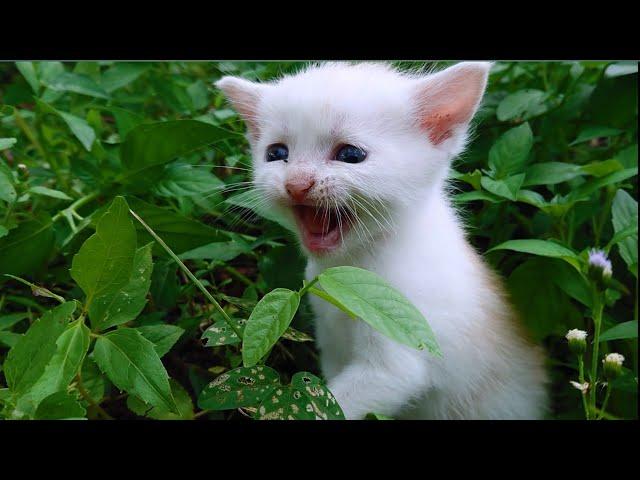 The sound of a baby cat calling its mother