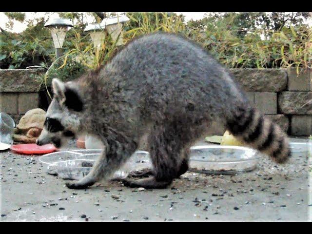  Chipmunks Squirrels  Raccoons eating fun Video TV for Cats and Dogs to watch. Chipmunk fight.