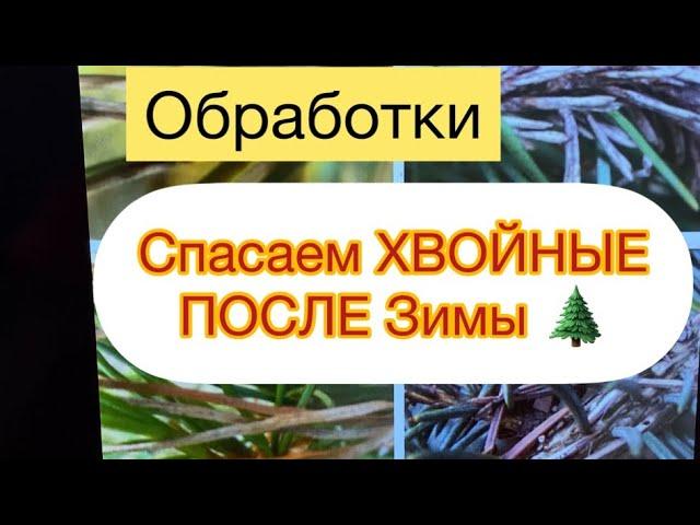 СПАСАЕМ ХВОЙНЫЕ ПОСЛЕ ЗИМЫ Обработки весной.