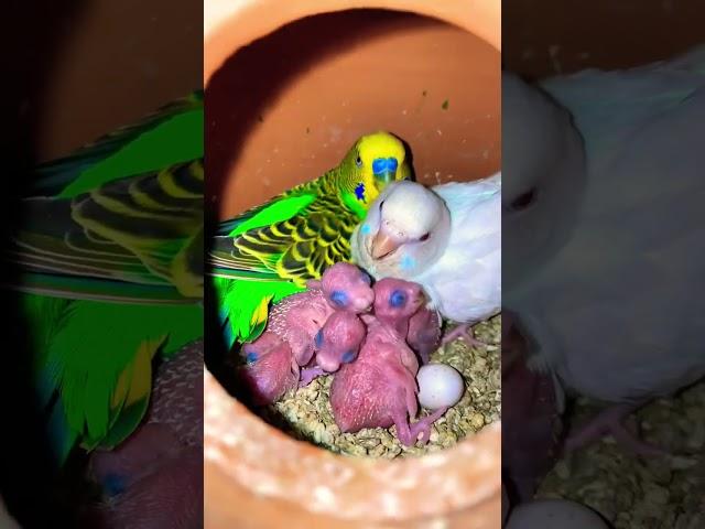 Babies in nest 🪺 #shorts #budgies