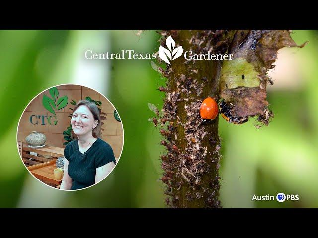 How Aphids Keep Ladybugs Around: Wizzie Brown