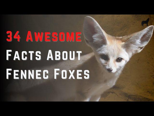 Facts About Fennec Foxes, 34 Quick Facts About Fennec Foxes