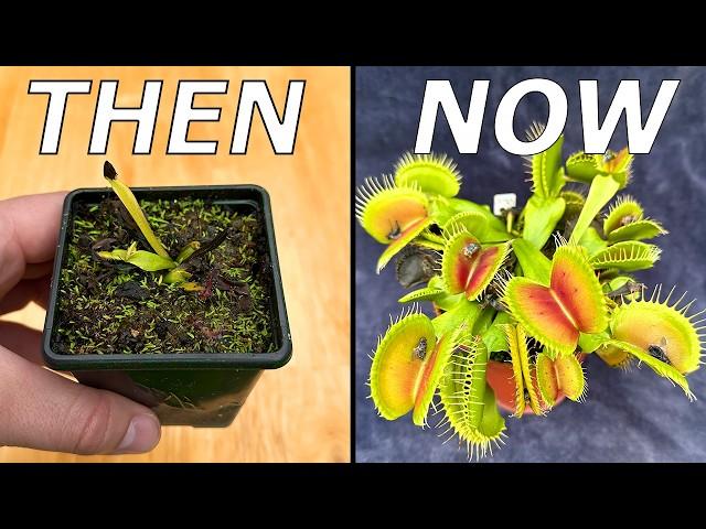 No Bullsh!t Venus Flytrap Care Guide