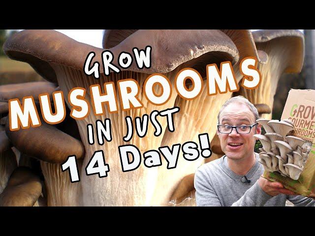 How To Grow Mushrooms At Home in 14 Days