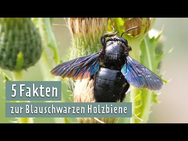 Riesen-Wildbiene: So lebt die Blauschwarze Holzbiene | MDR Garten