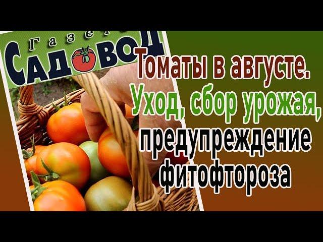 Томаты в августе: уход, сбор урожая, предупреждение фитофтороза