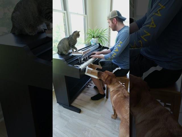 Playing piano with my cat and dog