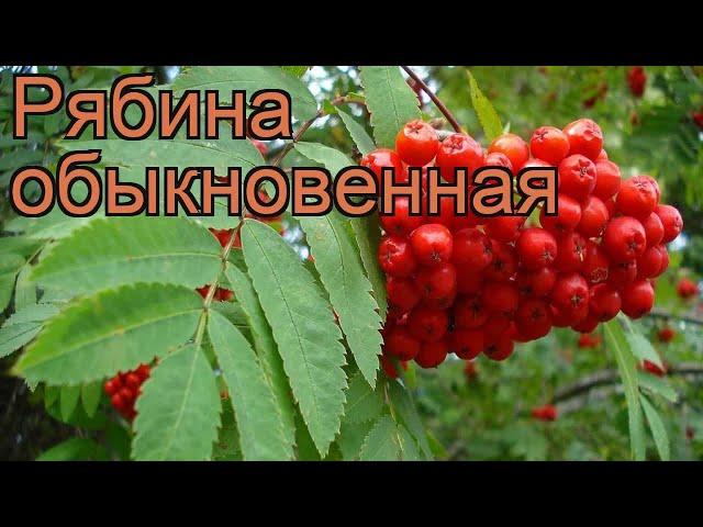 Рябина обыкновенная (sorbus aucuparia)  обыкновенная рябина обзор: как сажать, саженцы рябины