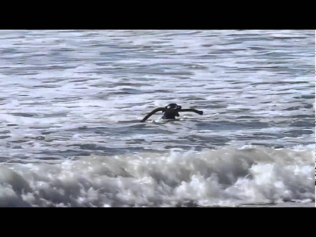 Volcom's VQS Greatwhite Surf Series - 26th Ave, Santa Cruz, Ca