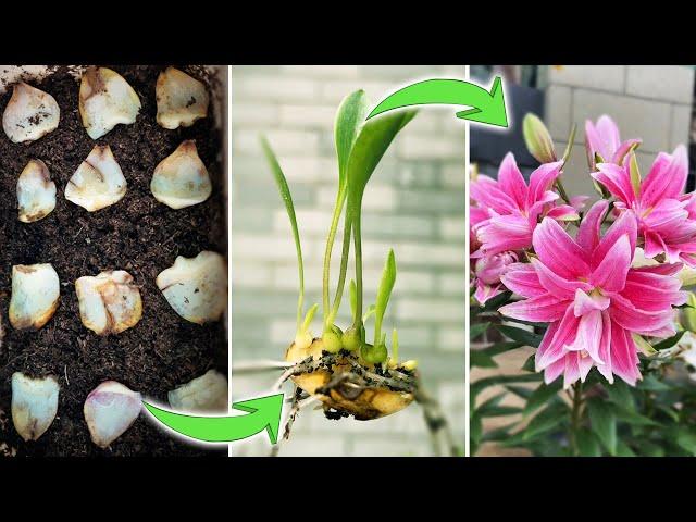 How to Propagate Lily | Multiply Lilies from Bulb Scales