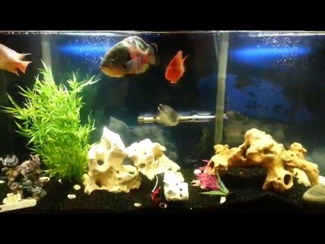 rajs most beautiful aquarium