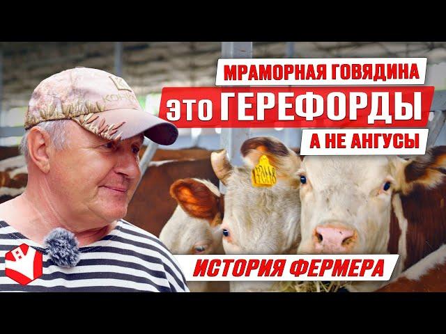 Мраморная говядина | Герефорды | Содержание и откорм бычков | Мясное скотоводство