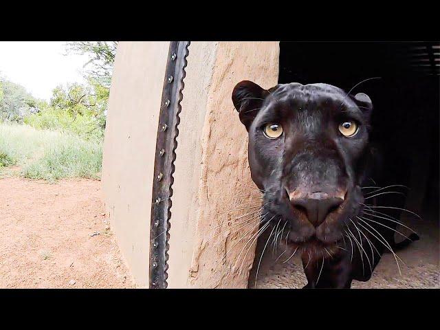 Typical Black Leopard Behaviour | The Lion Whisperer