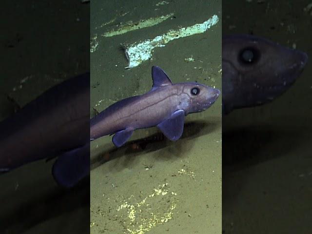  Unveiling the Secrets of Ghost Sharks: Exploring the Depths of the Deep Sea!