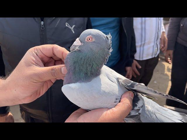 jama masjid kabootar market delhi 24/11/2024 kabutar market Delhi white pigeons