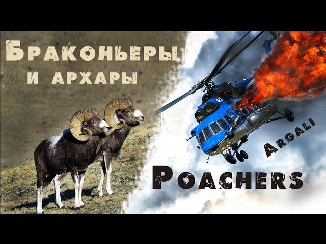 Argali. Helicopter crash during a poaching hunt. Altai. Russia