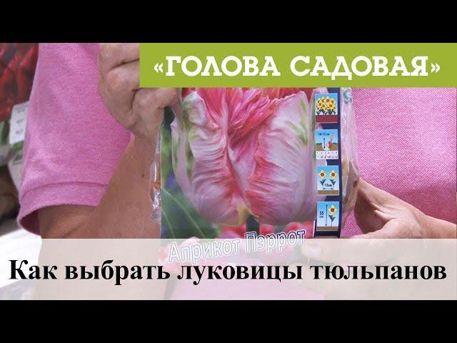 Голова садовая - Как выбрать луковицы тюльпанов