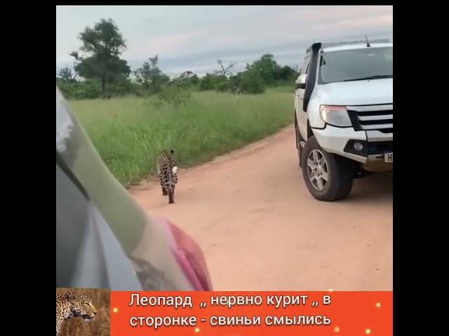 ЛЕОПАРД ,, НЕРВНО КУРИТ ,,  в СТОРОНКЕ - ОБЛОМ