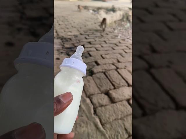 cute baby monkey #monkeyvideo #monkey #bander 008689