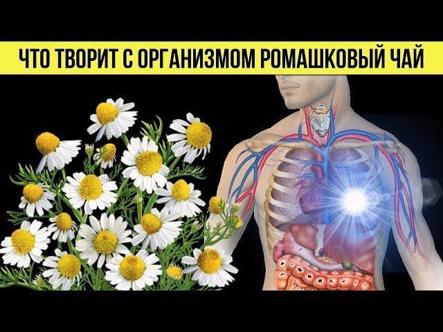 Как Ромашковый Чай влияет на Организм человека Полезные свойства о которых Вы могли и не знать