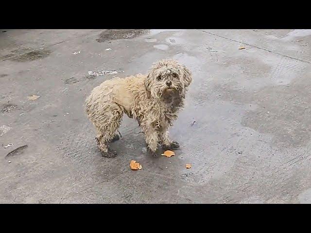 A dog abandoned at a service area refused to leave, believing its owner would return take it away