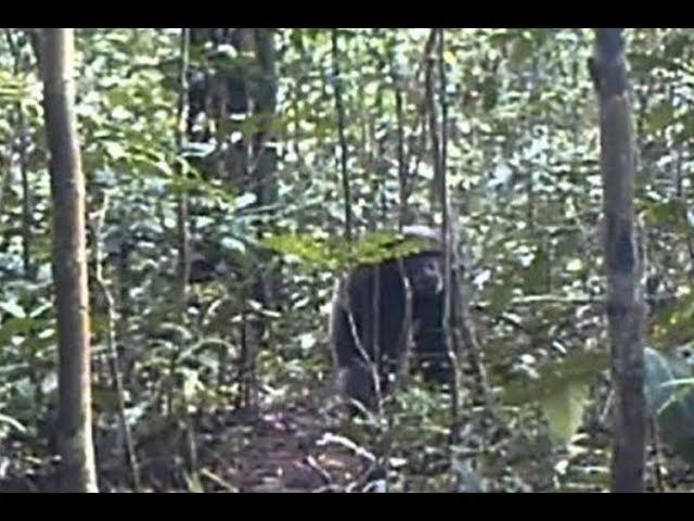 Great Apes, Game Cameras, And The Bigfoot Implications