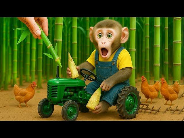 MINI Monkey Drives Tractor And Harvests Bamboo – MONO MINI ESP