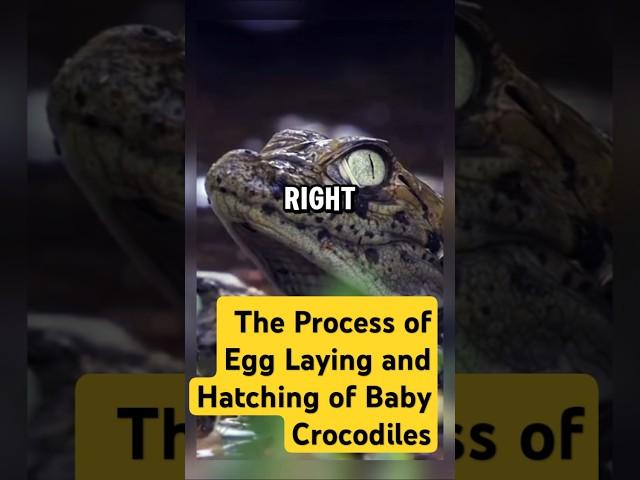 The Process of Egg Laying and Hatching of Baby Crocodiles #reptiles #crocodile #amazinganimals