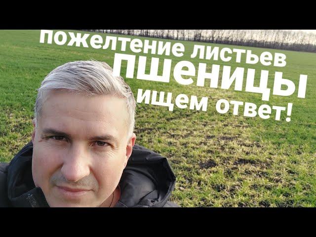 Почему пшеница желтеет?