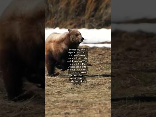 What is Bigfoot? #cryptids #unsolvedmysteries #bigfoot #eerie #cryptozoology