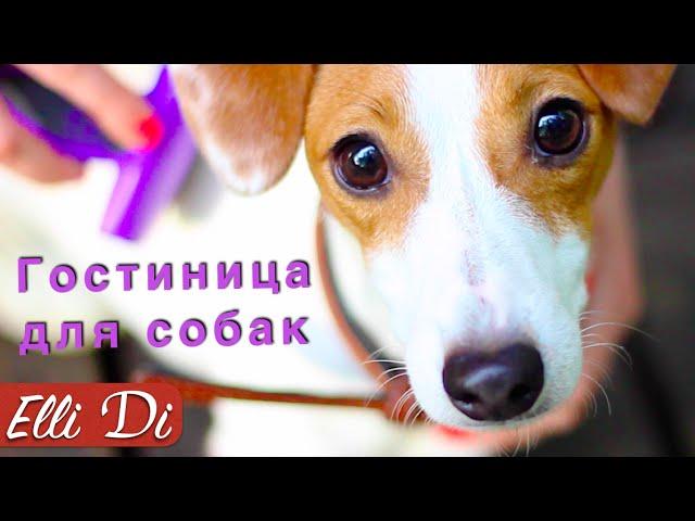 ОДИН ДЕНЬ ЩЕНКА  | ГОСТИНИЦА ДЛЯ СОБАК | Elli Di Собаки