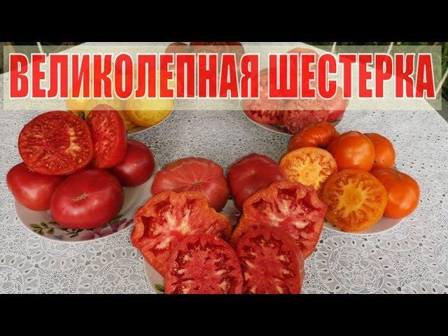 ЛУЧШИЕ ТОМАТЫ. УРОЖАЙНЫЕ, КРУПНОПЛОДНЫЕ, ОЧЕНЬ ВКУСНЫЕ ДЛЯ ВАШЕЙ СЕМЬИ